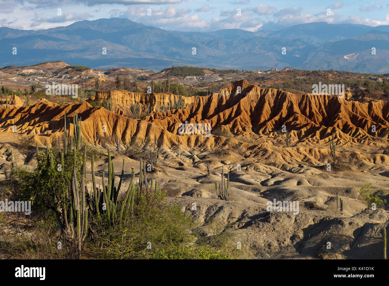 großen Kakteen in rote Wüste, Wüste Tatacoa, Kolumbien, Lateinamerika, Wolken und Sand, roter Sand in der Wüste Stockfoto großen Kakteen in rote Wüste, Wüste Tatacoa, Kolumbien, Lateinamerika, Wolken und Sand, roter Sand in der Wüste Stockfoto