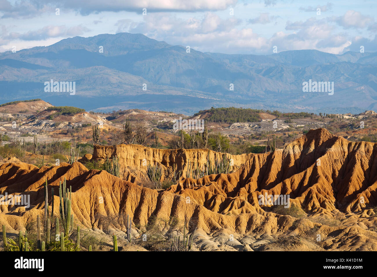 großen Kakteen in rote Wüste, Wüste Tatacoa, Kolumbien, Lateinamerika, Wolken und Sand, roter Sand in der Wüste Stockfoto großen Kakteen in rote Wüste, Wüste Tatacoa, Kolumbien, Lateinamerika, Wolken und Sand, roter Sand in der Wüste Stockfoto
