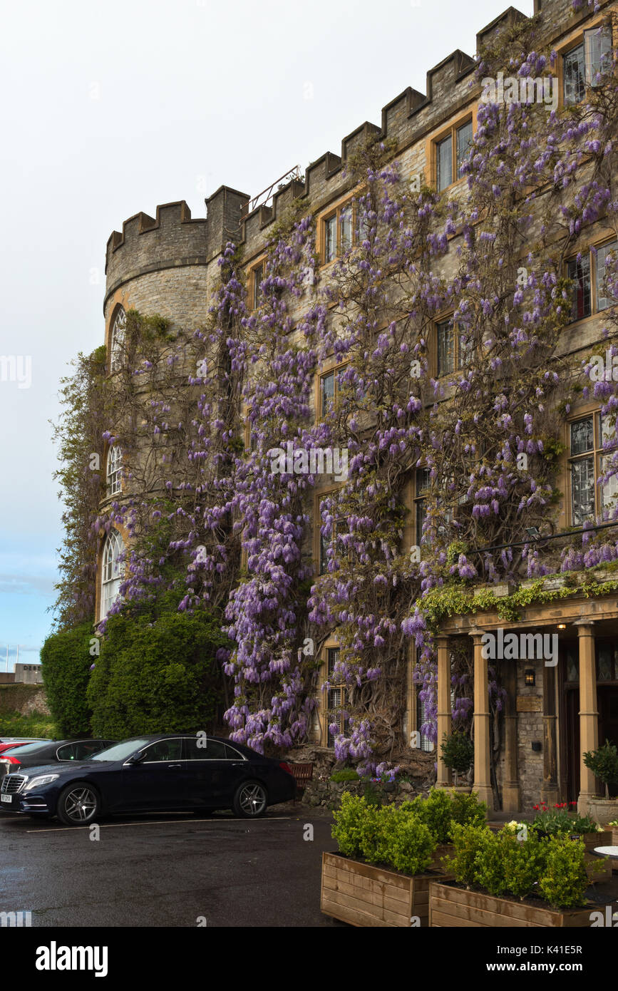 Die Wisteria in voller Blüte an der Vorderseite des Schloss Hotel in Castle Green, Taunton, Somerset Stockfoto