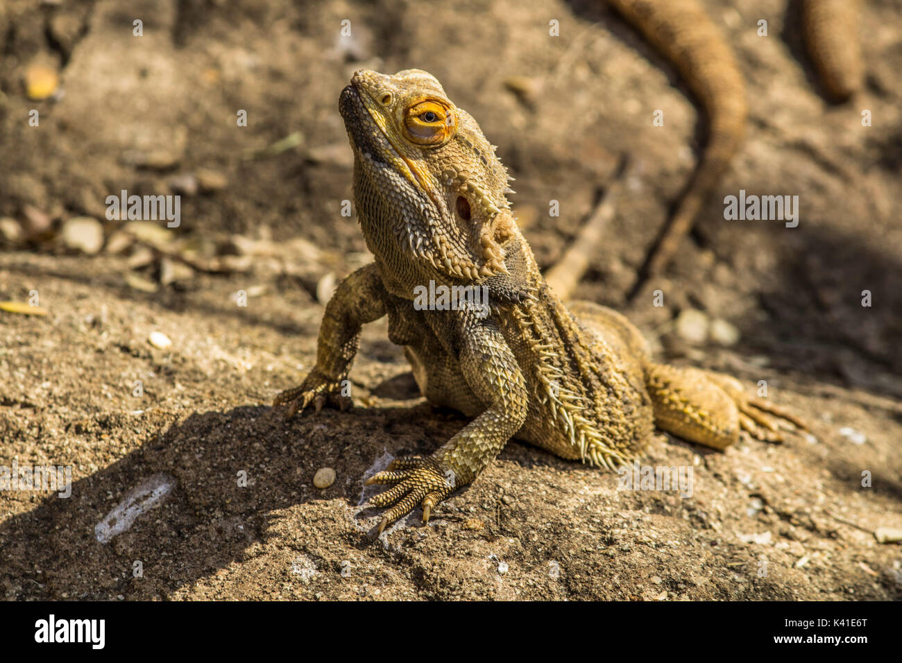 Die Schönheit der Wildnis Stockfoto