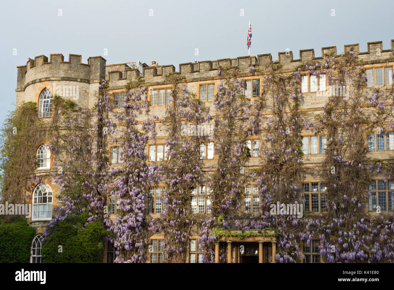 Die Wisteria in voller Blüte an der Vorderseite des Schloss Hotel in Castle Green, Taunton, Somerset Stockfoto