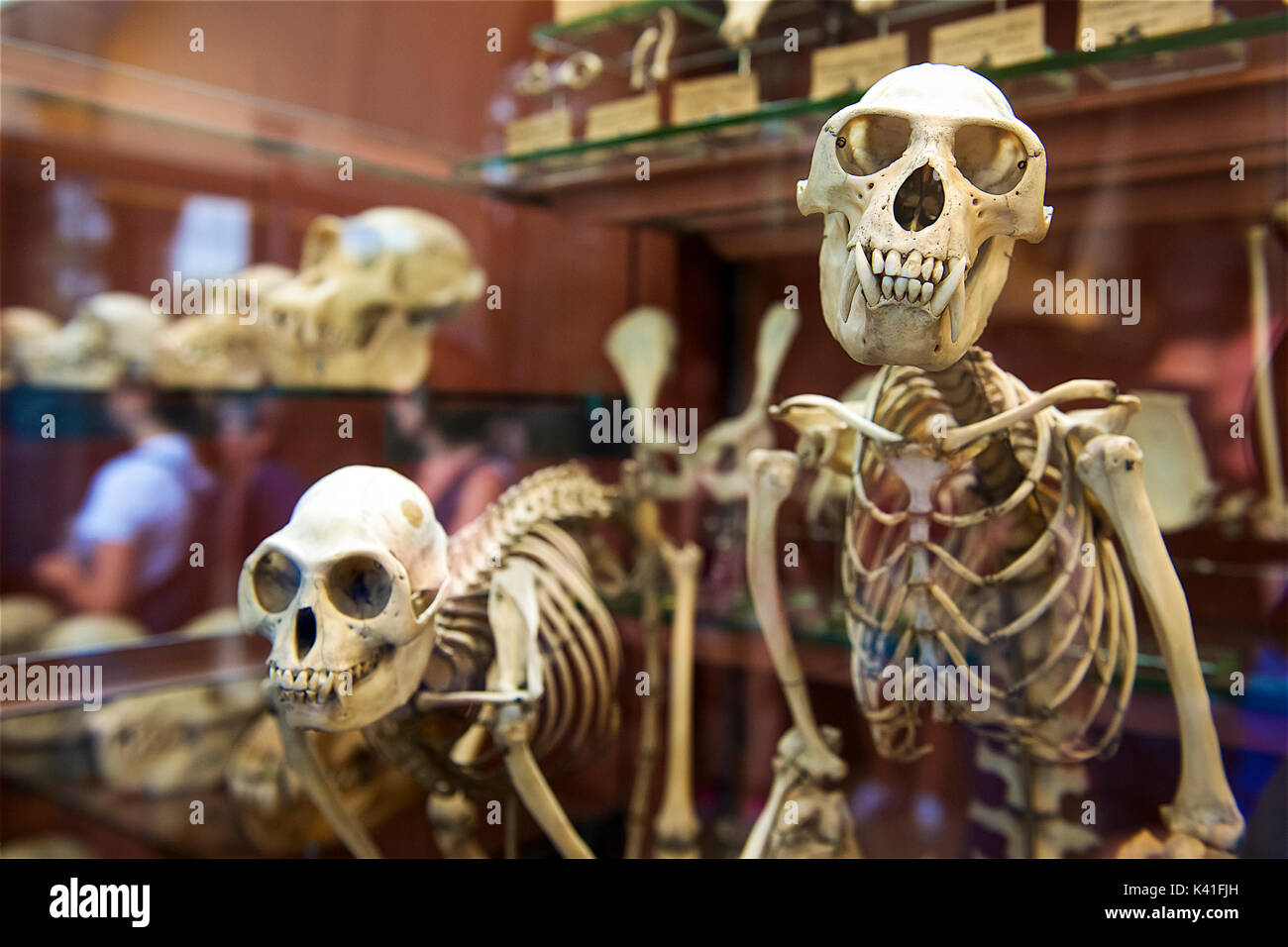 National Museum of Natural History, Paris, Frankreich Stockfoto