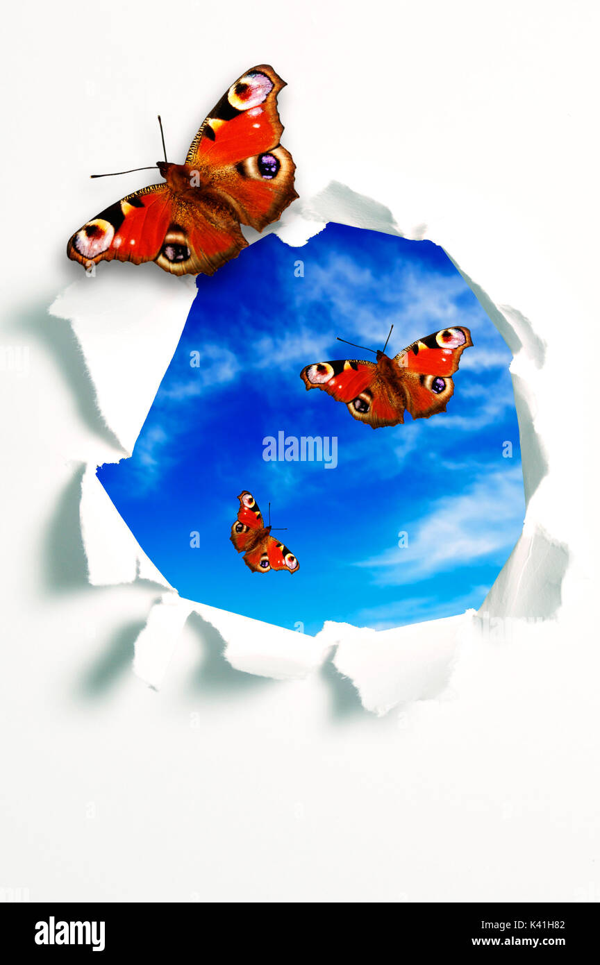 Schmetterlinge aus einem gebrochenen Papier Stockfoto