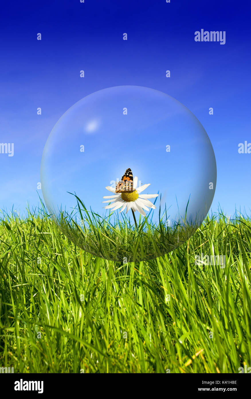 Schmetterling auf einer daisy flower in eine Glaskugel, schützen die Natur Konzept Stockfoto