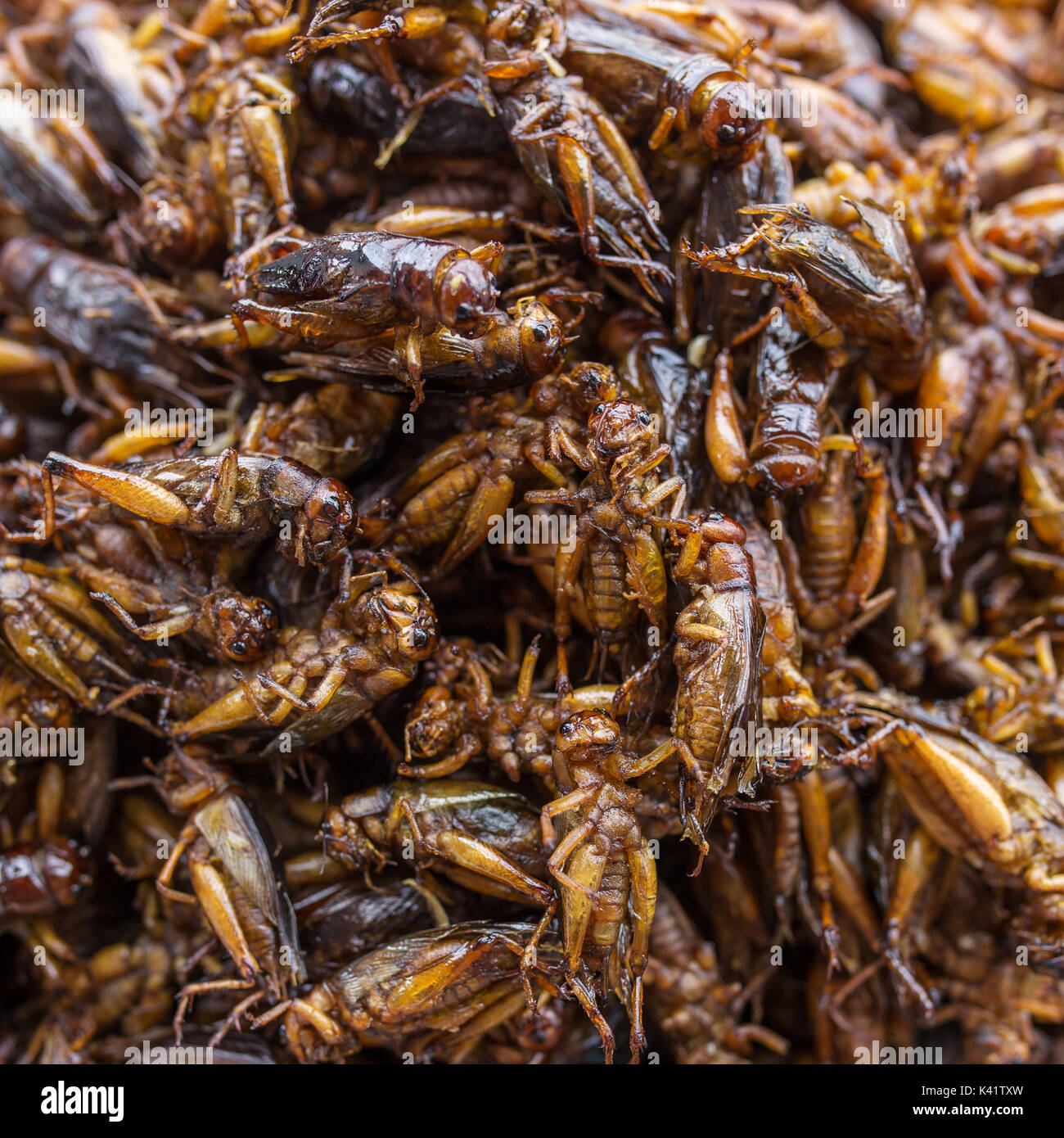 Exotische asiatische Lebensmittel. Gebratene Heuschrecken close-up als Straße Essen in Myanmar (Birma) Stockfoto