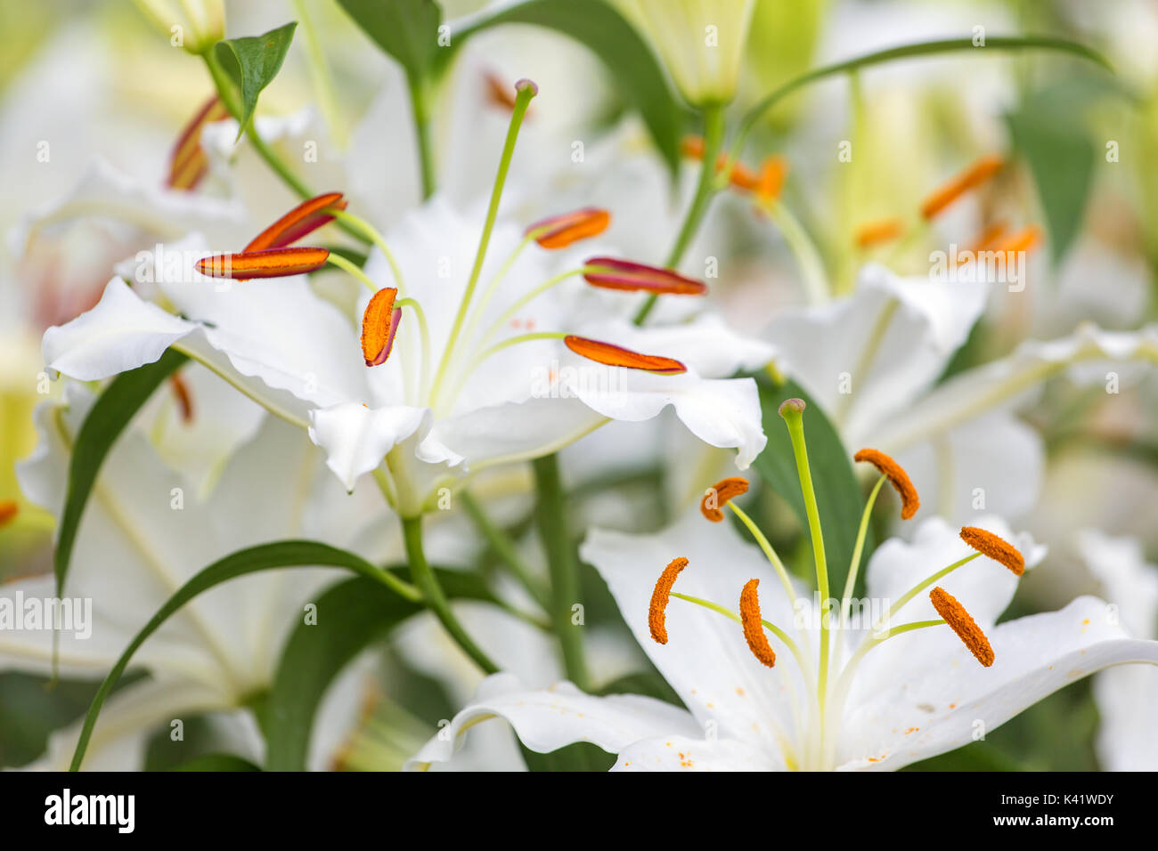 Asiatic weiße Lilie Blume im Garten Stockfoto