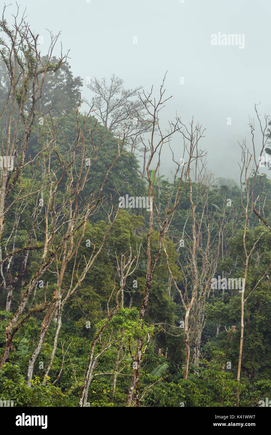 Grüne tropische nebligen Wald in Malaysia Stockfoto