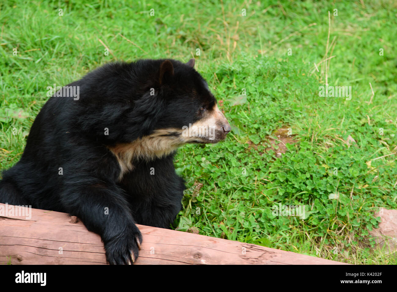 Zoo-Tiere Stockfoto