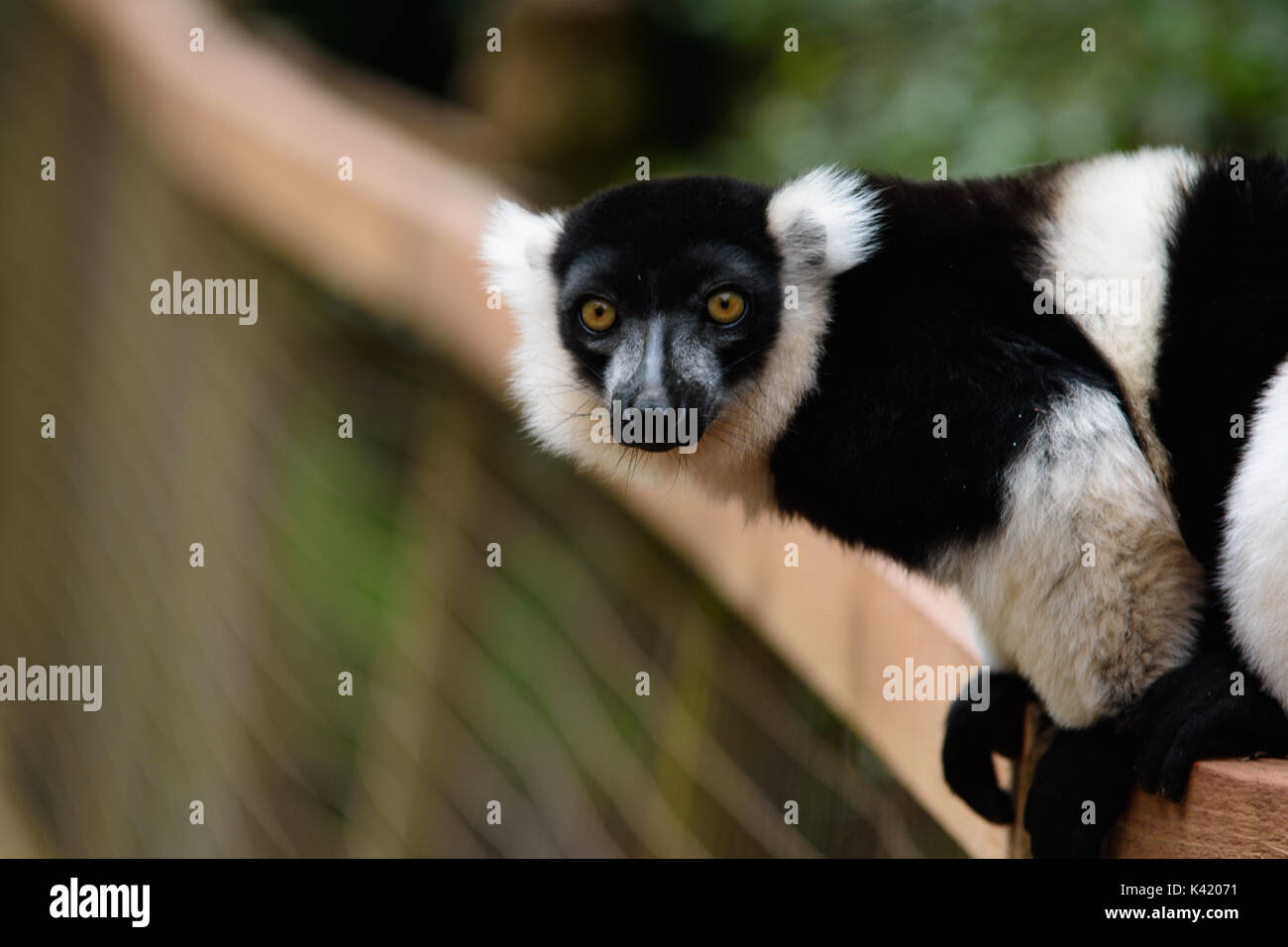 Zoo-Tiere Stockfoto