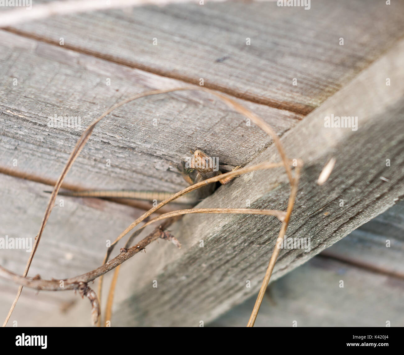 De Wilde Gemeinsame oder Vivipar Eidechse auf Zaun Wand Holz, Essex, England, Großbritannien Stockfoto