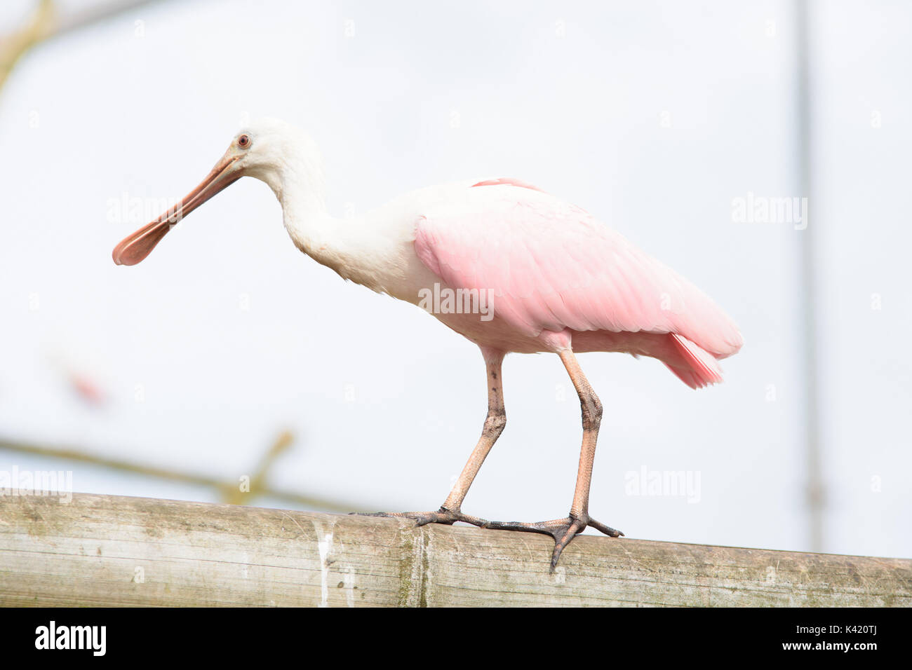 Zoo-Tiere Stockfoto