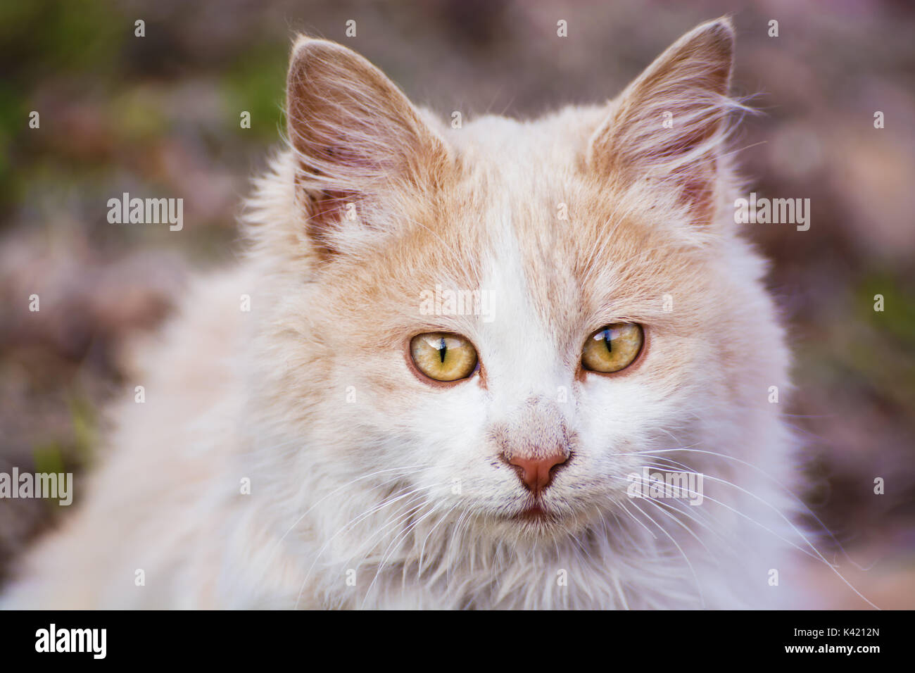 Weiß Braun cat auf Treppen, Haustieren, gelbe Augen, natur, Kopf Stockfoto