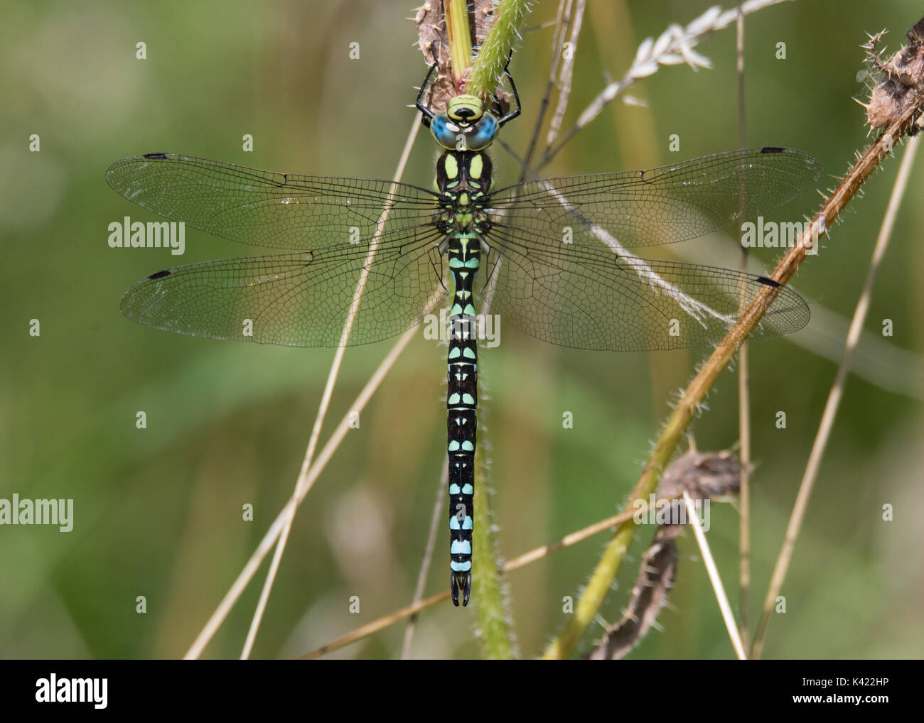 Southern Hawker (Aeshna cyanea) männliche Dorsalansicht. Große Insekten in der Reihenfolge Odonata, Familie Aeshnidae, in Ruhestellung Stockfoto
