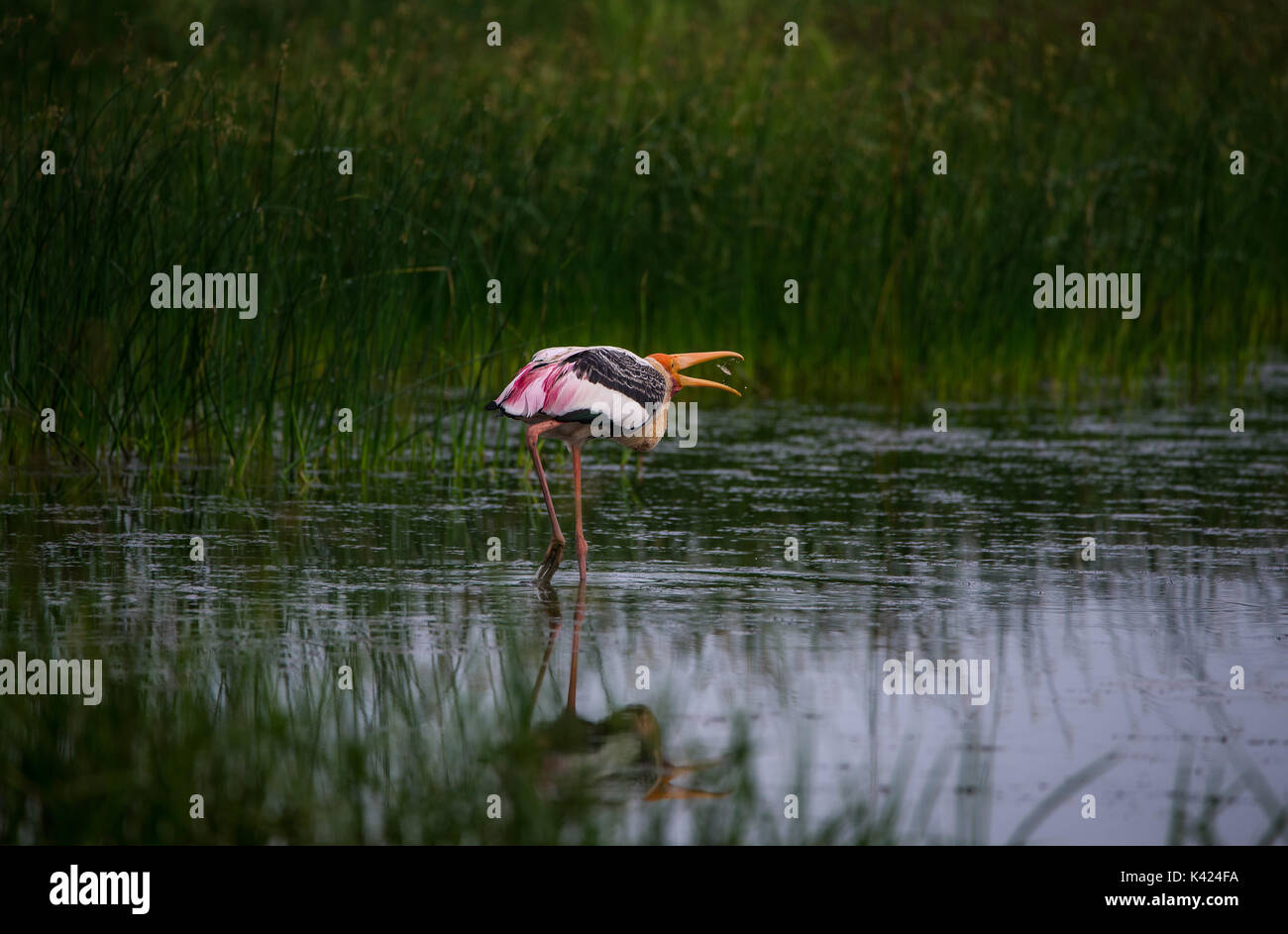 Painted Stork über einem Fisch schlucken Stockfoto