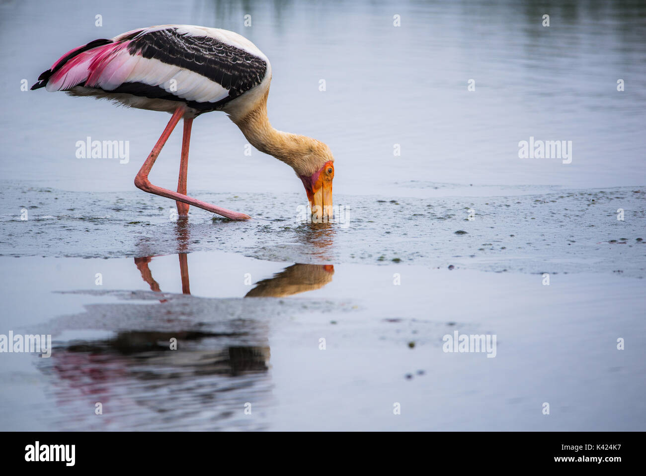 Painted Stork ihren Schnäbeln Eintauchen in Wasser in einem Fluss Stockfoto