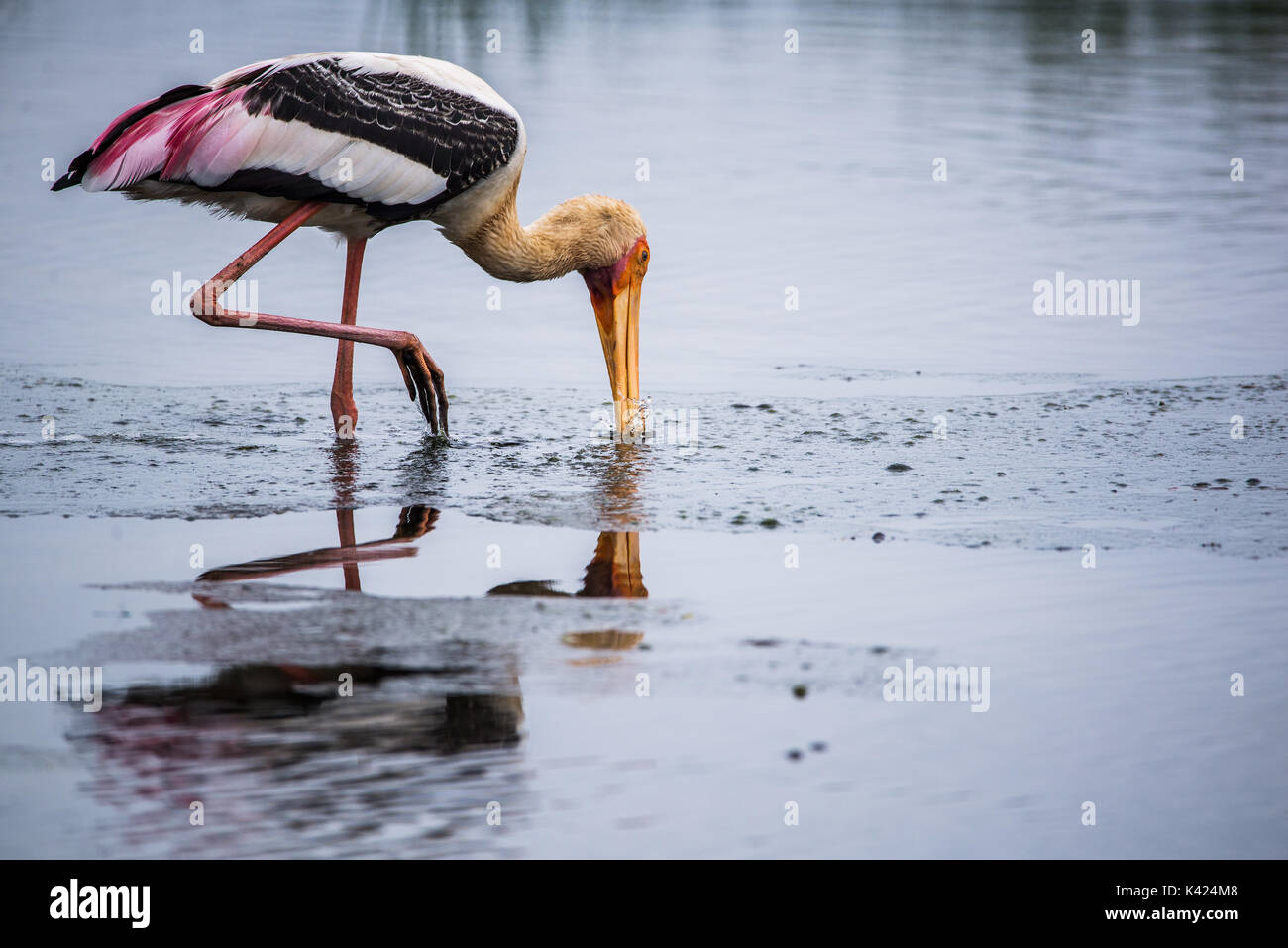 Eine gemalte Storch seine Rechnungen Eintauchen in Wasser in einem Fluss Stockfoto