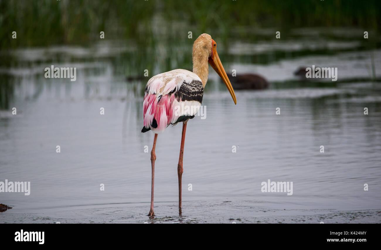 Eine gemalte Storch stehend in Wasser in einem Fluss in der Nähe von einem Reisfeld Stockfoto