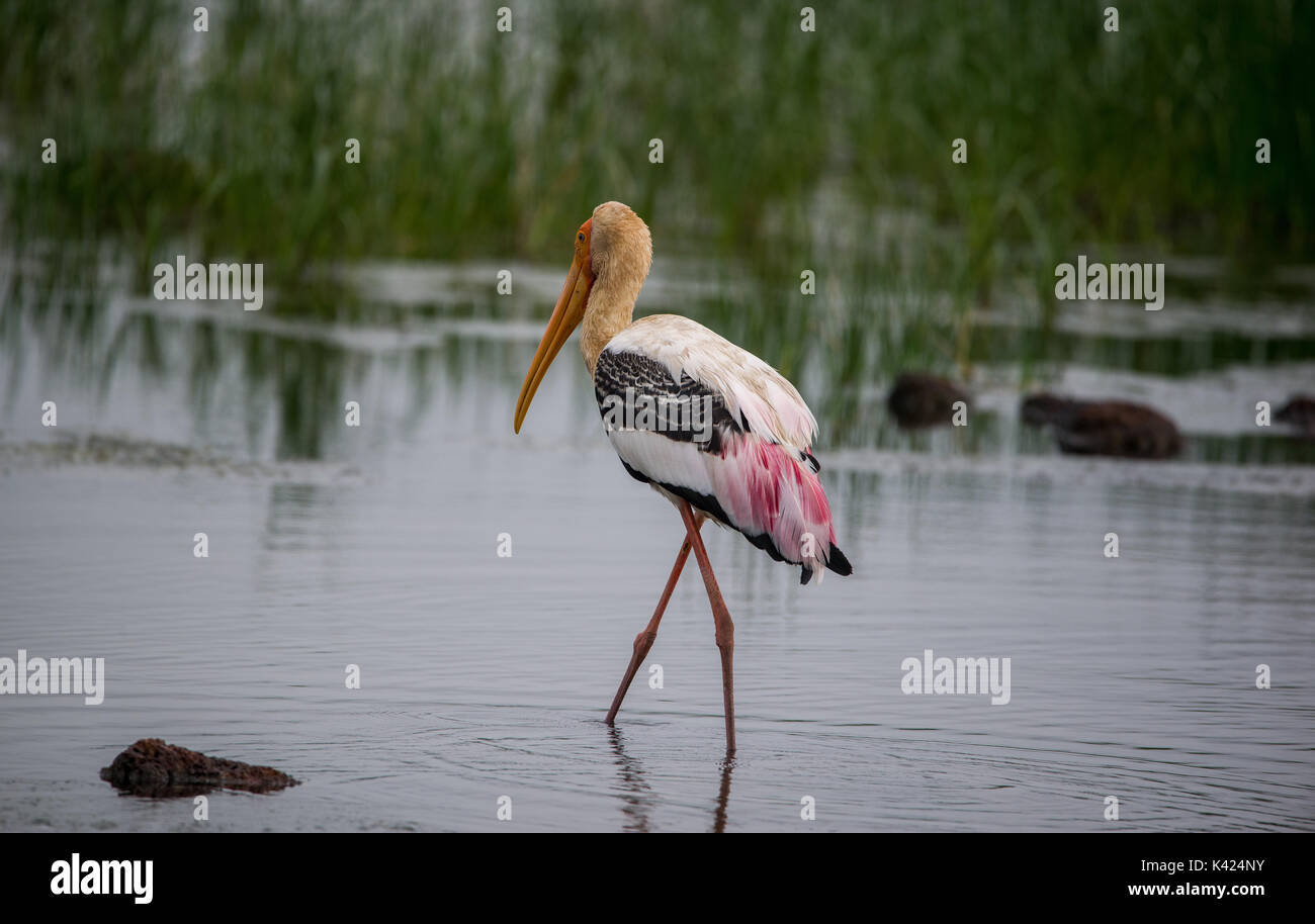 Painted Stork waten durch Wasser in einem Fluss auf der Suche nach Fisch Stockfoto