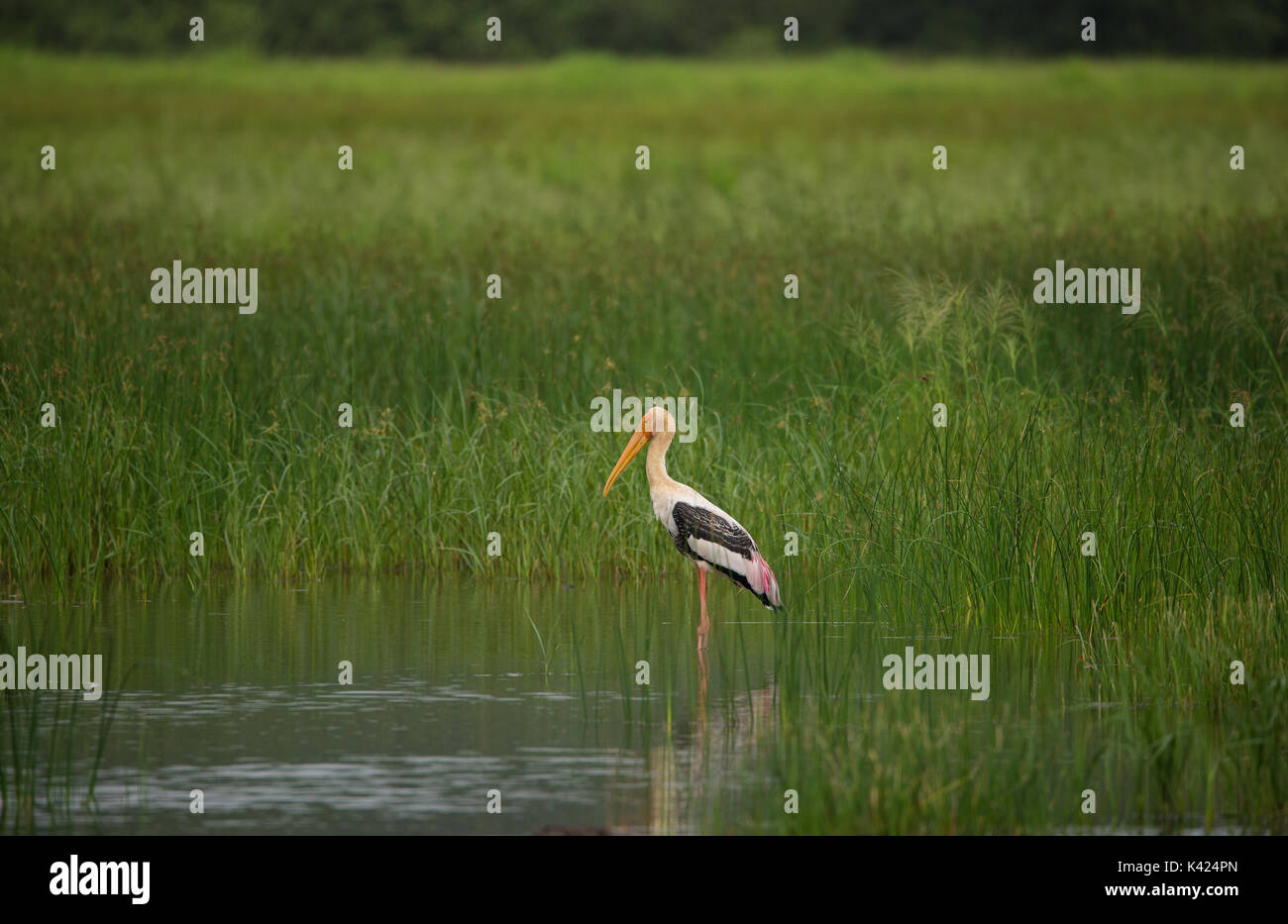 Painted Stork in den Wasserstrahl in der Nähe der Reisfelder Stockfoto