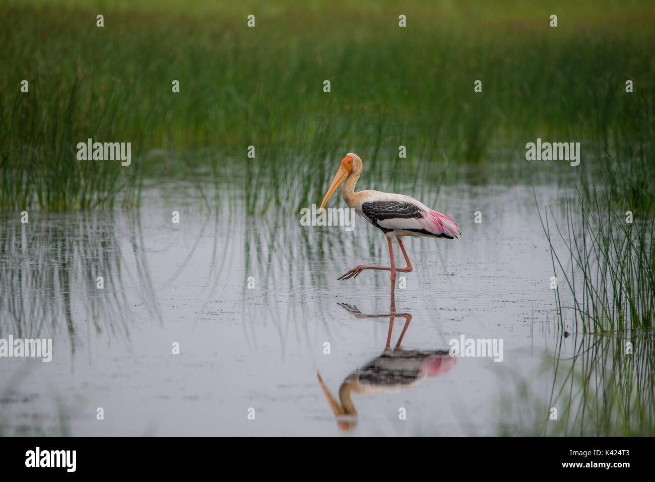 Painted Stork waten durch Wasser in einem Fluss in der Nähe von Reisfeldern Stockfoto