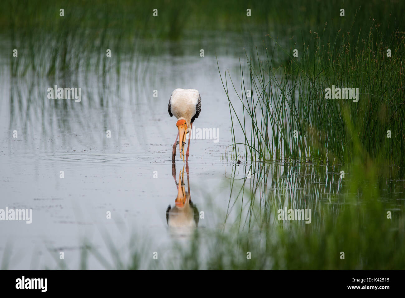 Malte Storch Vogel mit Fisch aus dem Fluss gefangen Stockfoto