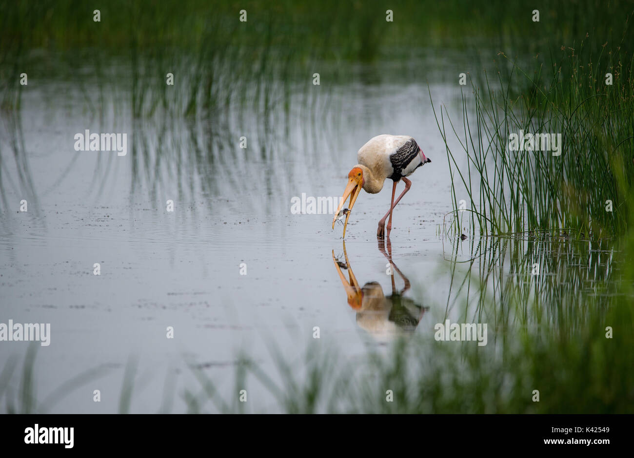 Malte Storch Vogel mit Fisch aus dem Fluss gefangen Stockfoto