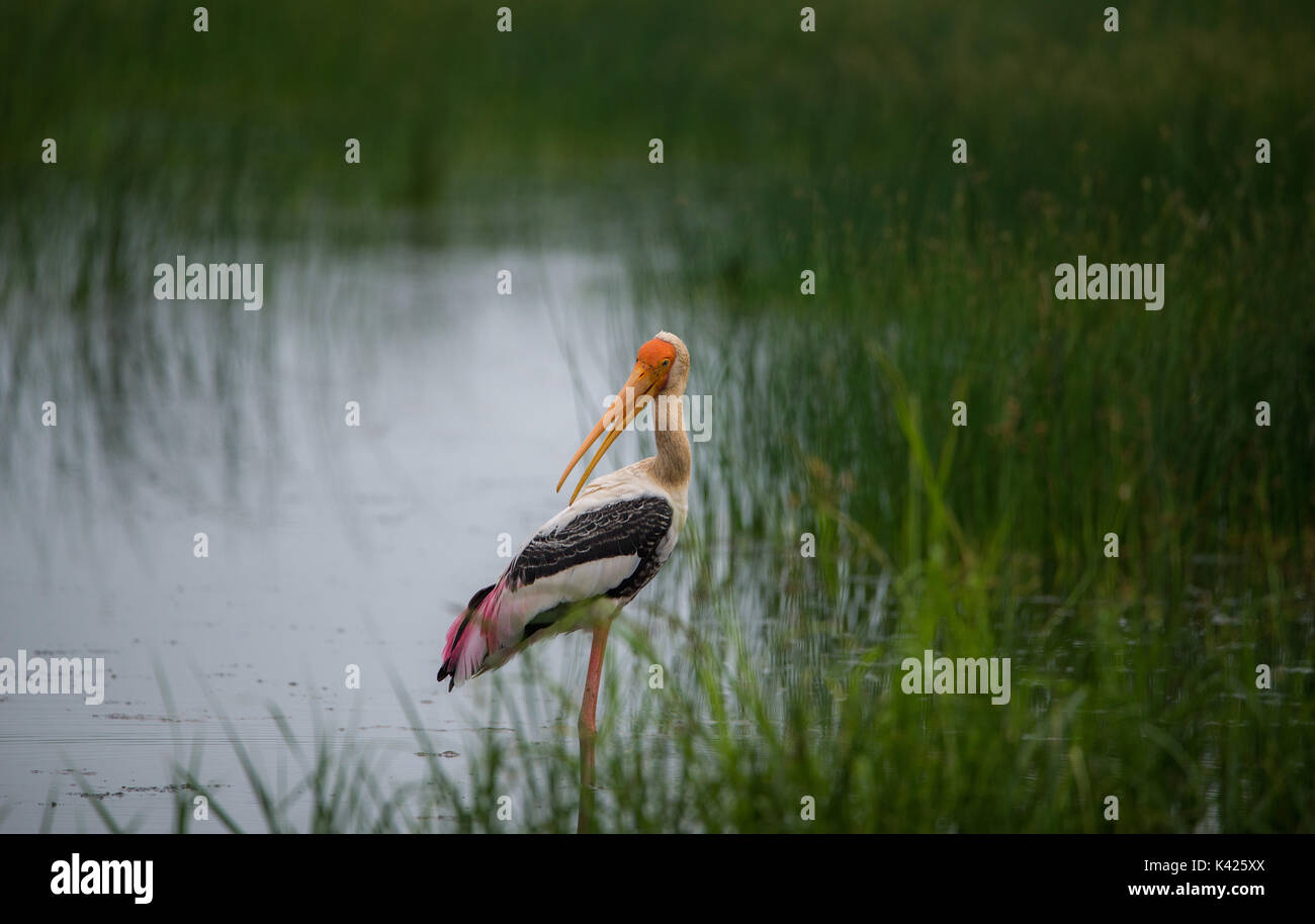 Malte Storch Vogel in den Fluss in der Nähe von einem Reisfeld Stockfoto