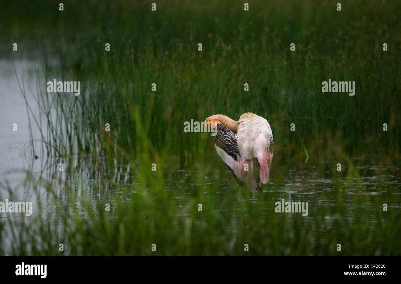 Malte Storch Vogel im Wasser in der Nähe von Reisfeldern Stockfoto