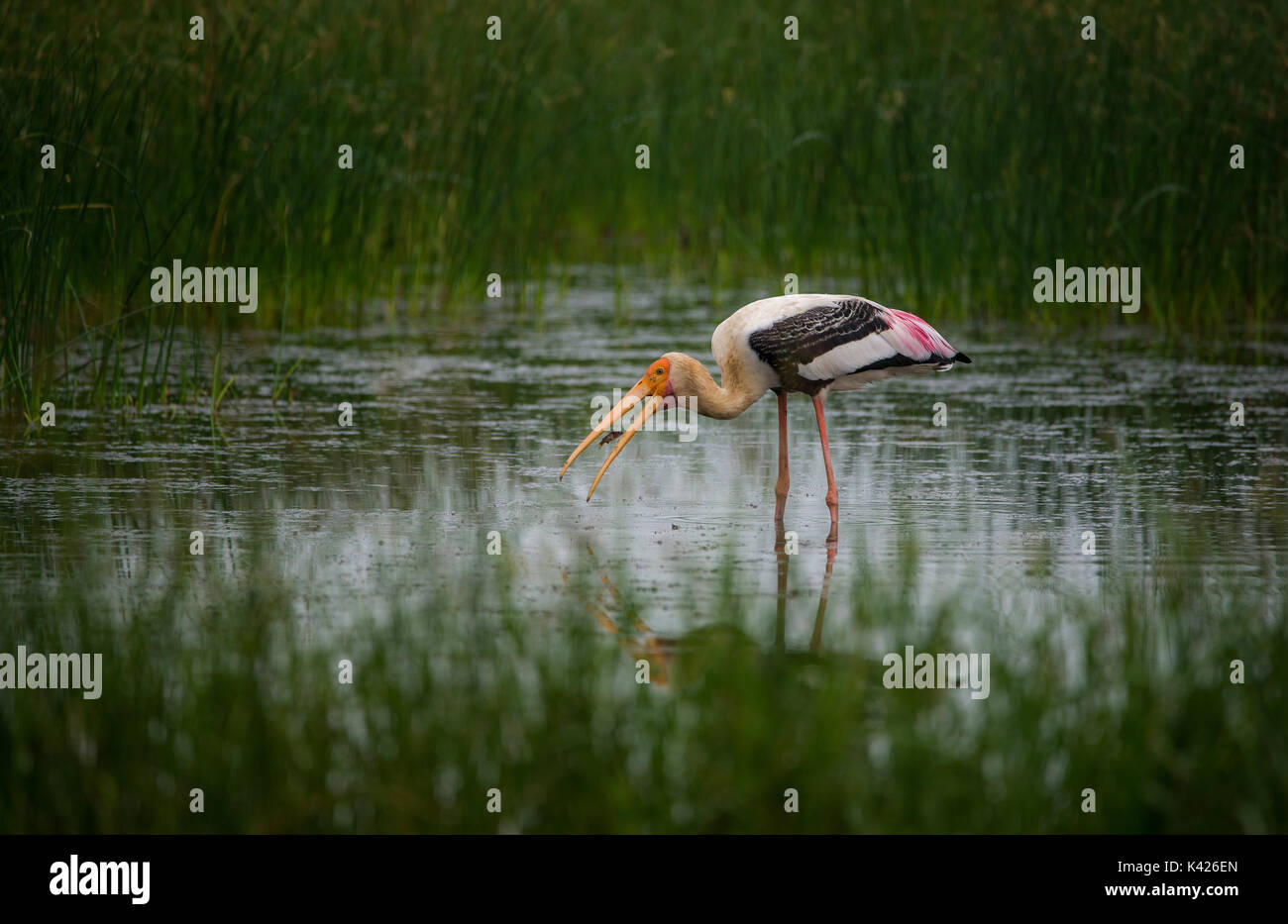 Painted Stork hüstel Frish vom Fluss Stockfoto