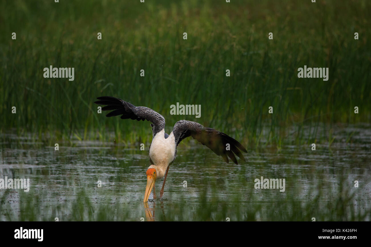 Malte Storch Vogel in den Fluss mit offenen Flügeln Stockfoto