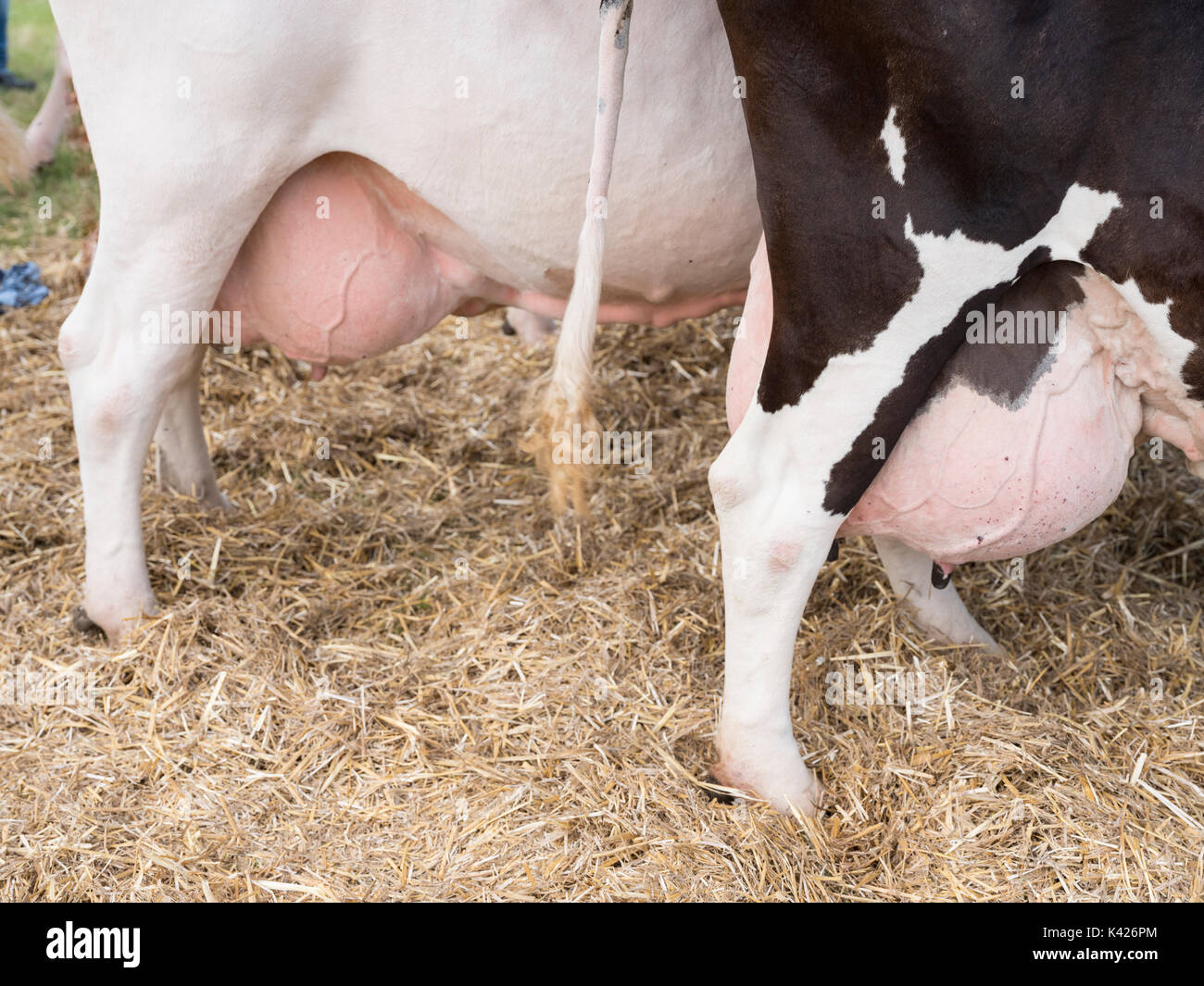 Große volle Euter unter schwarzbunte Kühe auf Ausstellung in den Niederlanden Stockfotografie