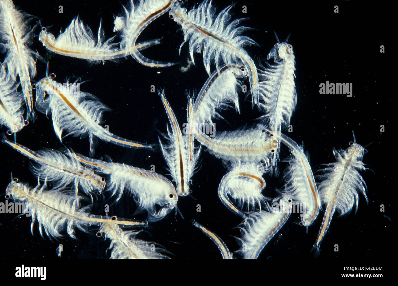 Fairy shrimps Chirocephalus Filter des Schrägförderers pools schlammigen Wasser Makro mikroskopische Süßwasser Stockfoto