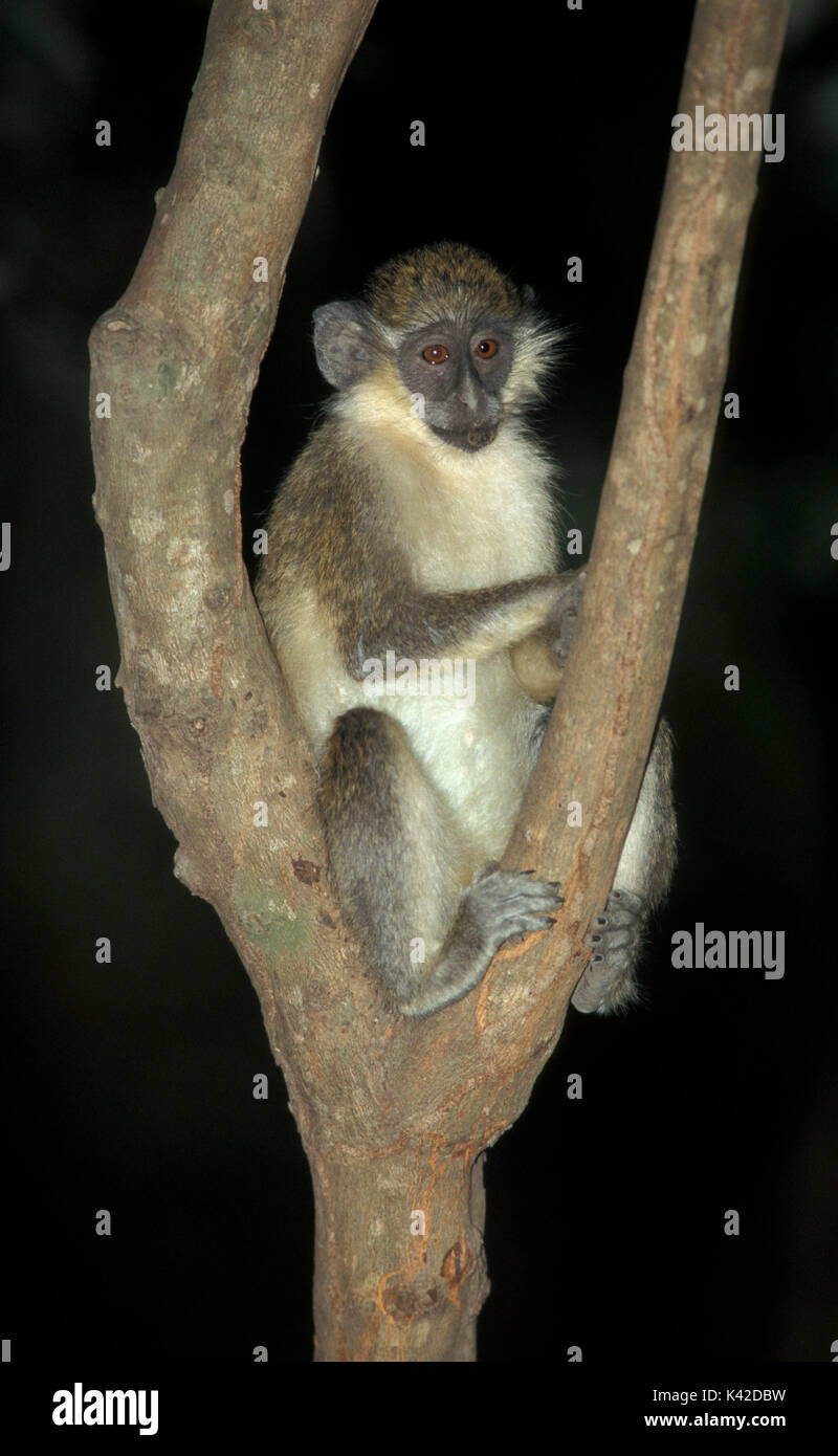 Meerkatze, Cercopithecus aethiops, im Baum, West Afrika Stockfoto