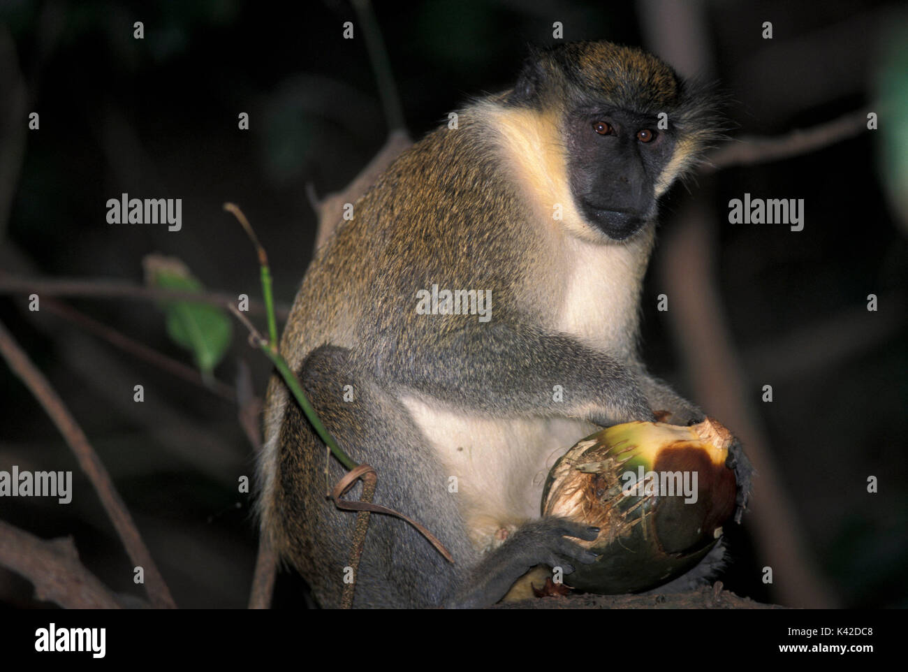 Meerkatze, Cercopithecus aethiops, Baum, Fütterung mit Obst, West Afrika Stockfoto