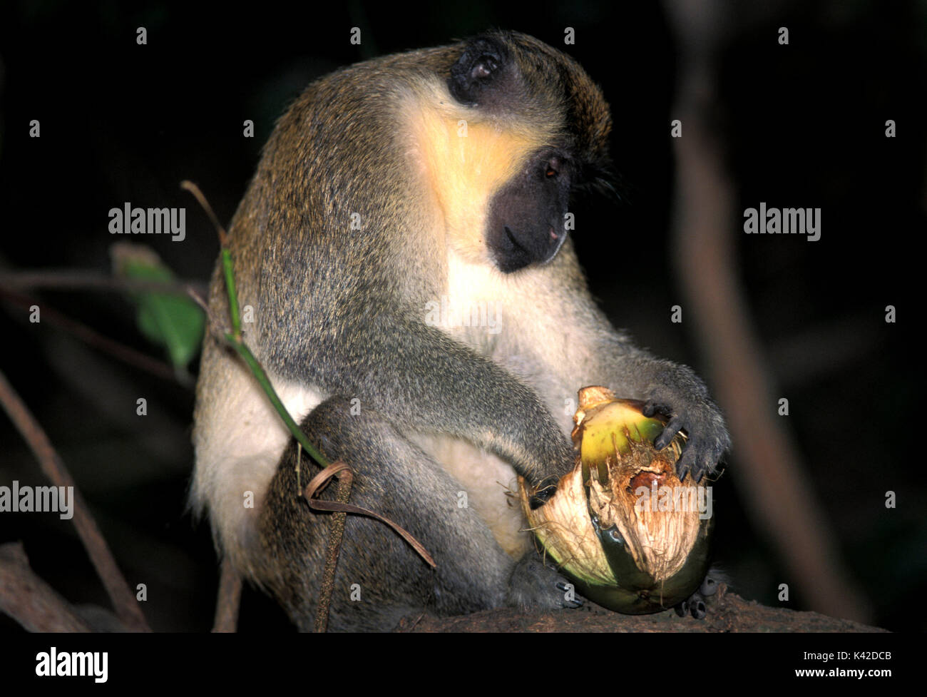 Meerkatze, Cercopithecus aethiops, Baum, Fütterung mit Obst, West Afrika Stockfoto