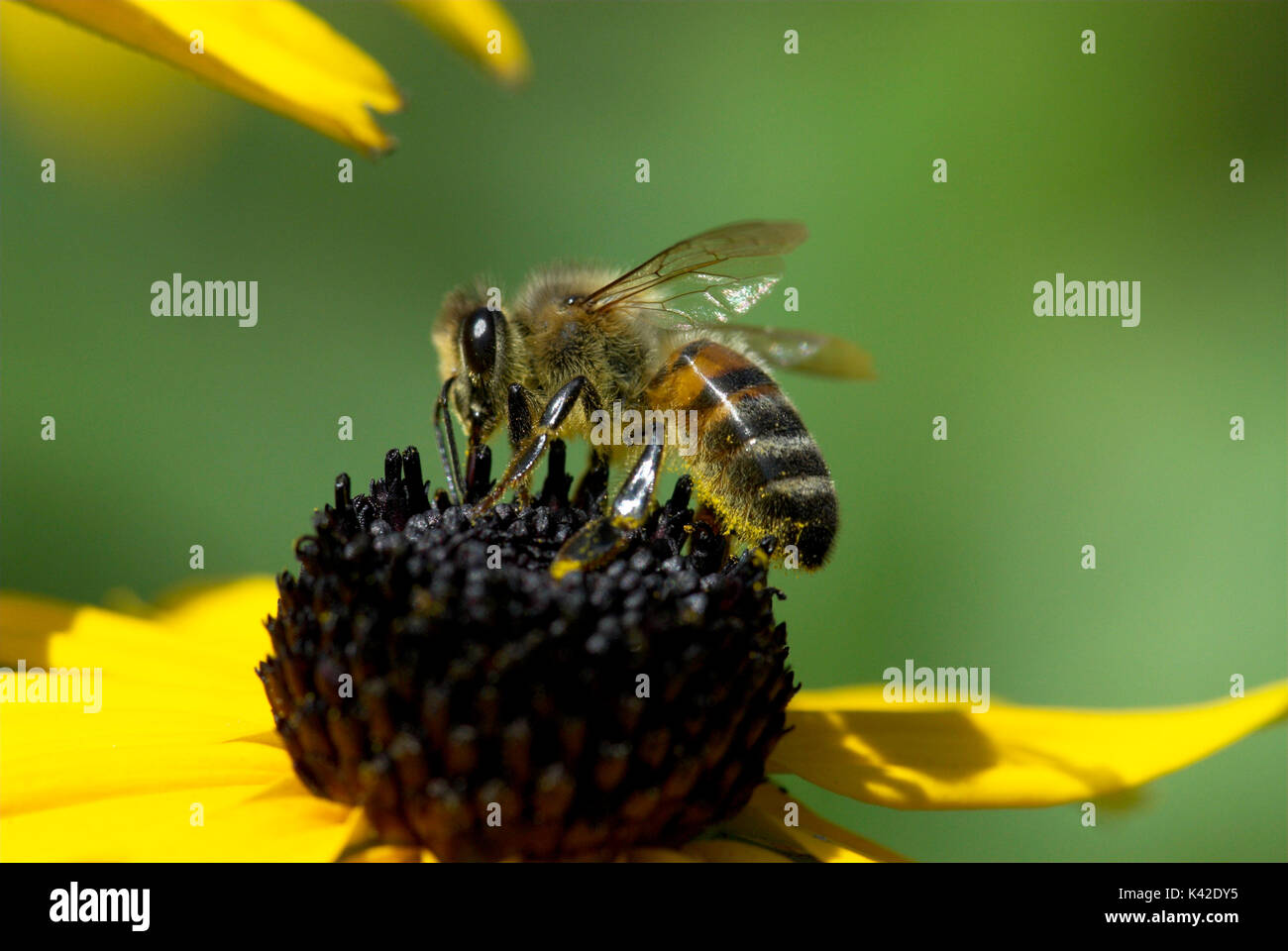 Honigbiene, Apis mellifera, Bestäubung, nectaring auf Blume, Stockfoto