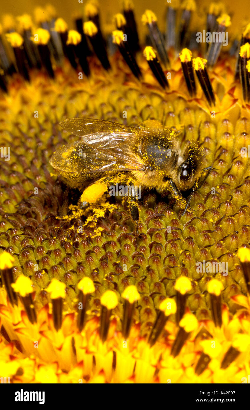 Honigbiene (Apis mellifera) - Sammeln von Pollen auf die Sonnenblume, Gelb. Stockfoto