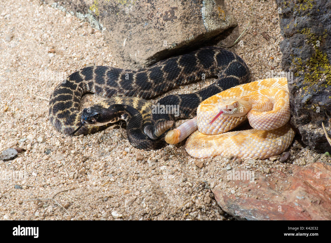 Western Diamondback Rattlesnake Crotalus atrox Tucson, Pima County, Kansas, United States, 28. August 2017 Erwachsene (Männliche und Melanistic Leucistic Stockfoto