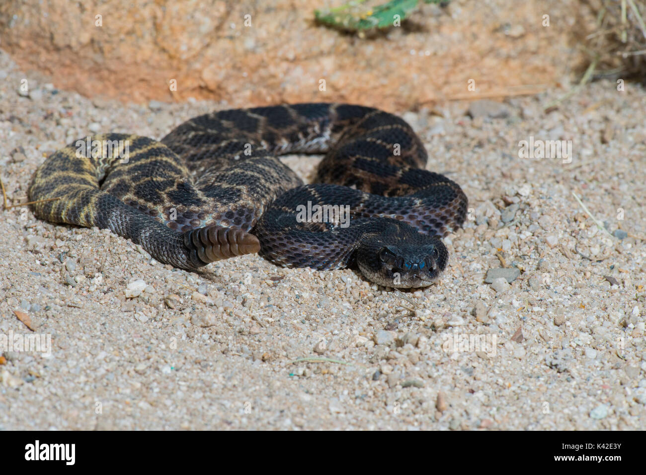 Western Diamondback Rattlesnake Crotalus atrox Tucson, Pima County, Kansas, United States, 28. August 2017 erwachsenen männlichen Viperidae Melanistic Stockfoto