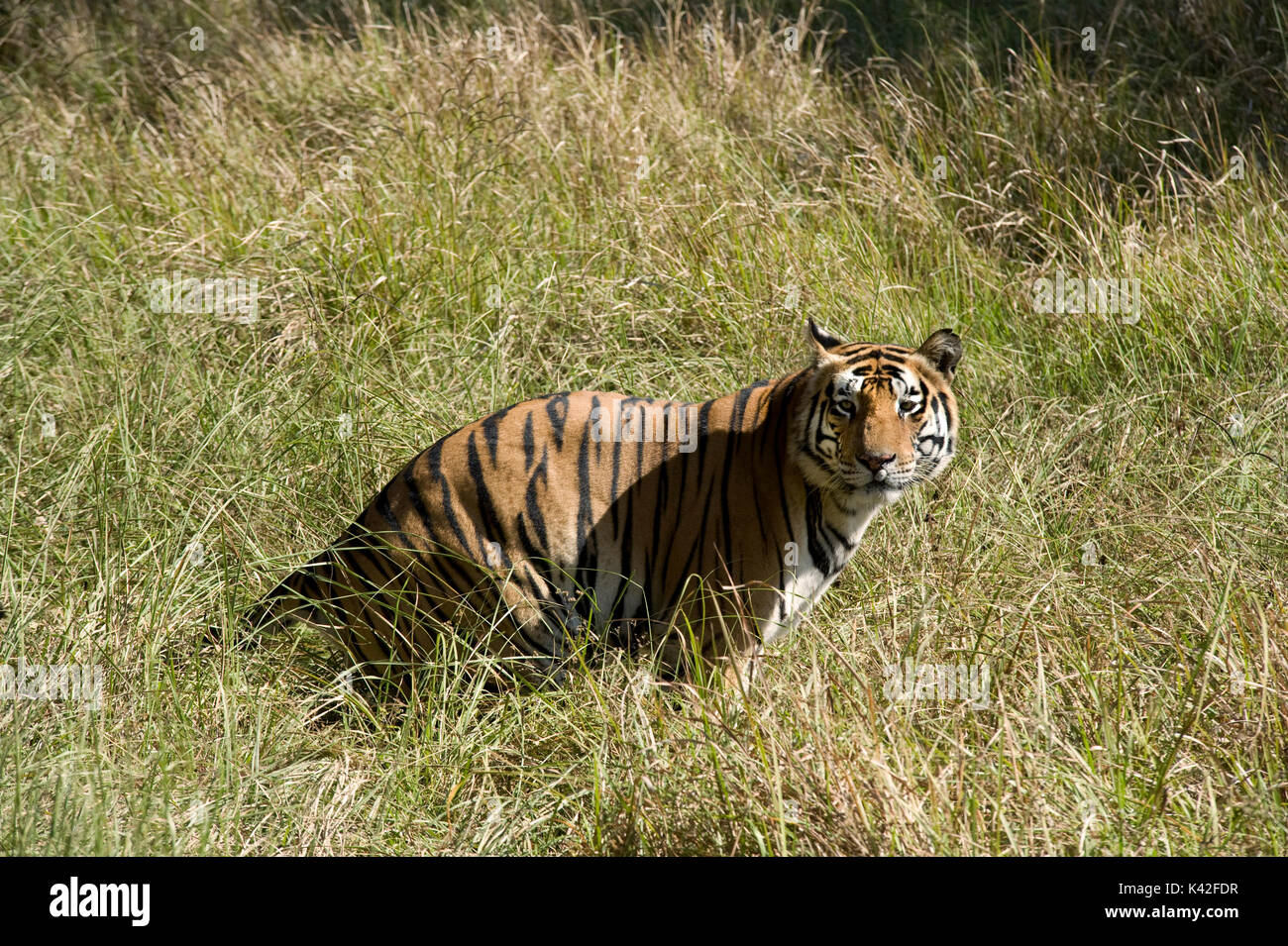 Bengal Tiger, Panthera tigris Tigris, Wc im langen Gras, Kanha Tiger Reserve, Nationalpark, Madhya Pradesh, Indien, gefährdete, IUCN Rote Lis Stockfoto