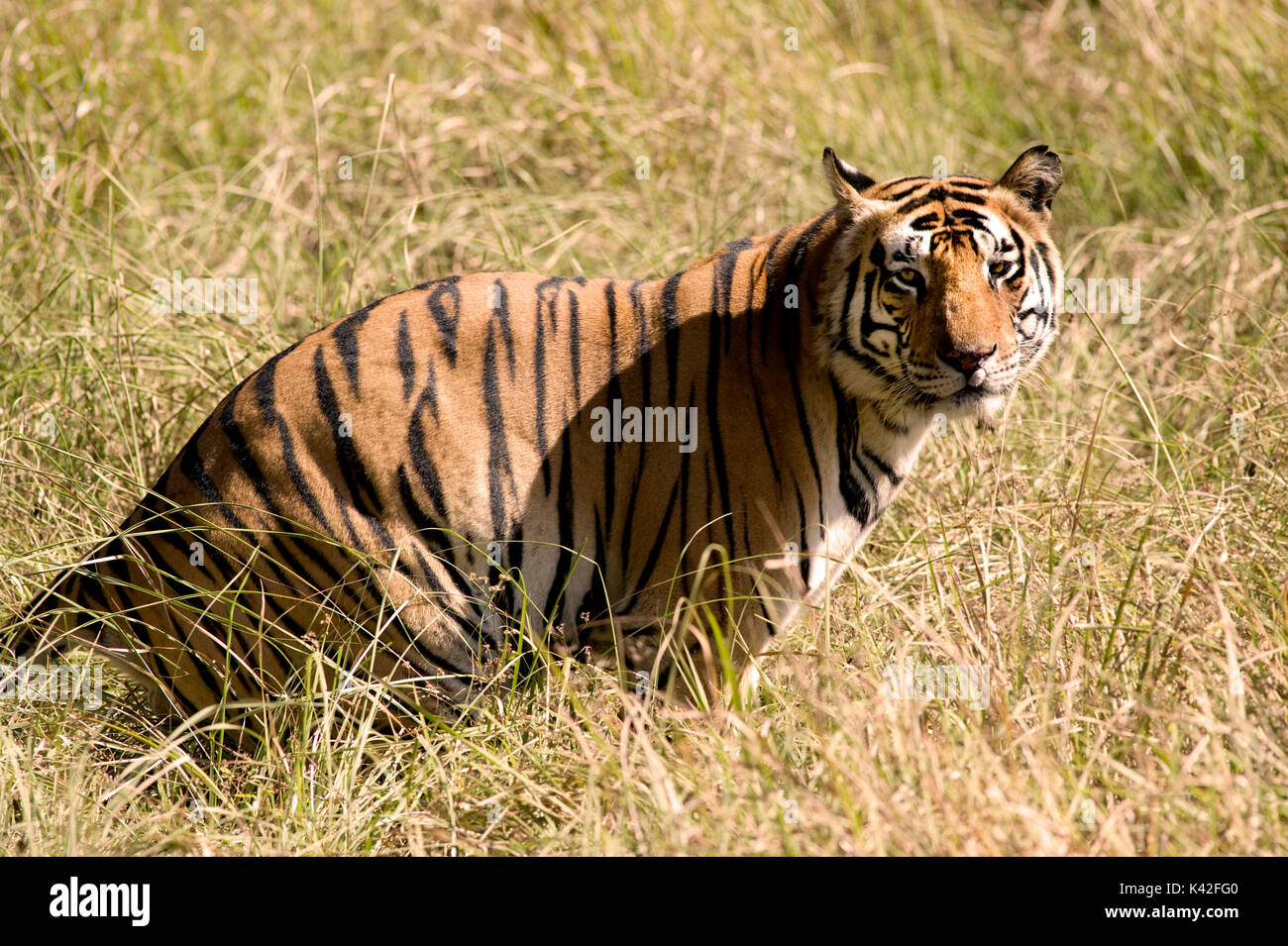 Bengal Tiger, Panthera tigris Tigris, Wc im langen Gras, Kanha Tiger Reserve, Nationalpark, Madhya Pradesh, Indien Stockfoto