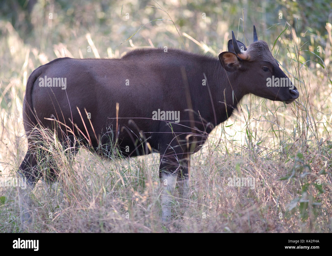 Gaur oder indische Bisons, Bos gaurus, im Gras stehen, Kanha Tiger Reserve, Nationalpark, Madhya Pradesh, Indien, Gefährdete IUCN-Liste Stockfoto
