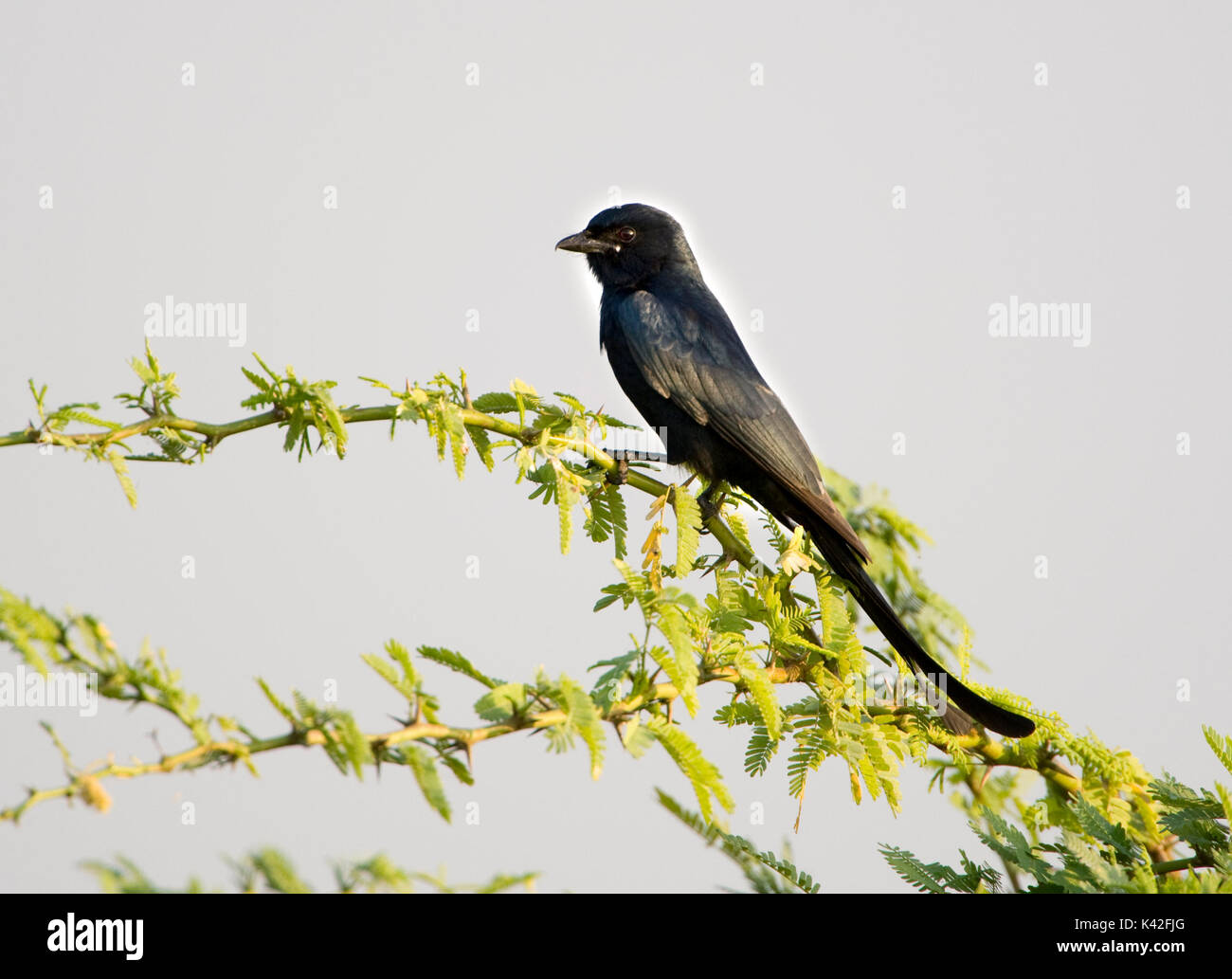 Schwarz Drongo, Dicrurus macrocerus, in Strauch Ästen thront, Nalsarovar Vogelschutzgebiet, Gujarat, Indien. Stockfoto