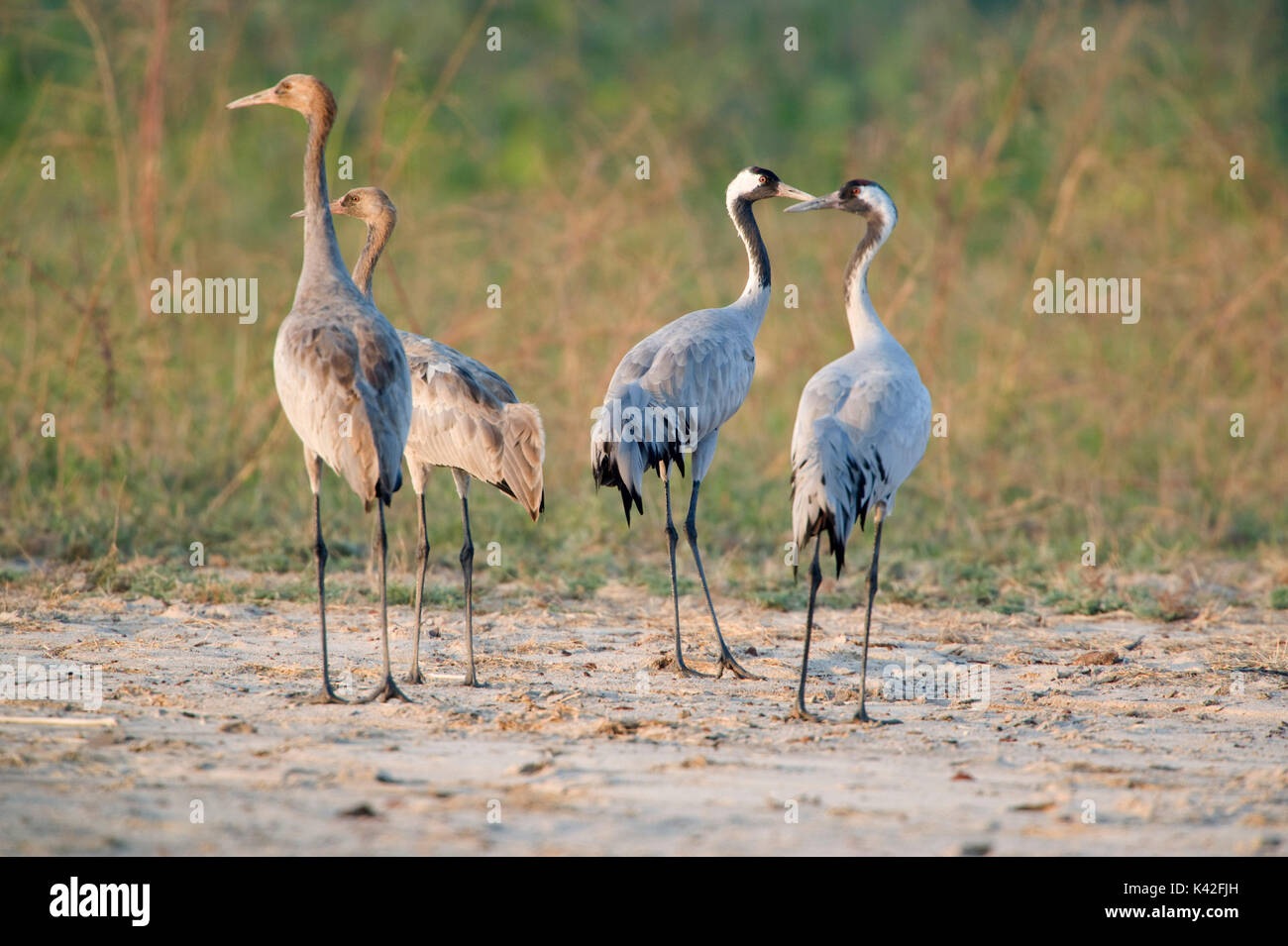 Sarus Crane, Grus Antigone, Gruppe von unreifen, Rann von Kutch, Gujarat, Indien Stockfoto