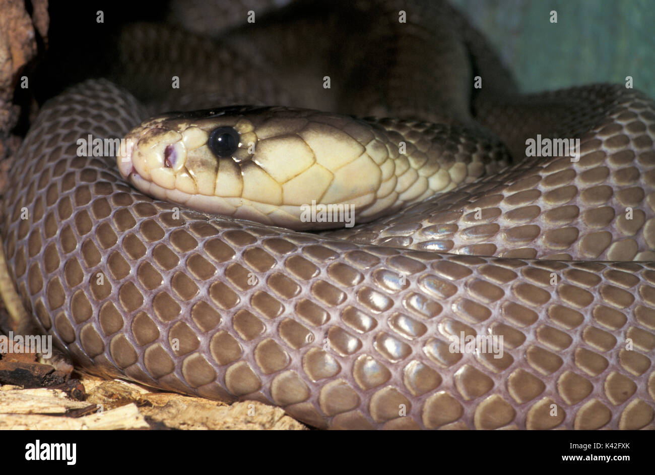 Indische Kobra Schlange, Naja naja, Indien, Asiatische cobra oder spectacled Cobra ist eine Art der Gattung Naja im indischen Subkontinent gefunden, captiv venemous Stockfoto