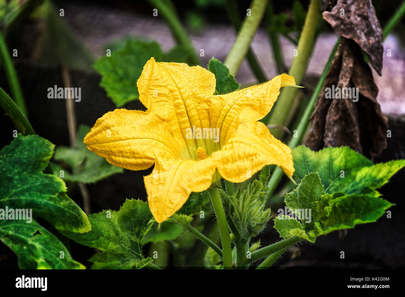 Gelber Kürbis Blume wuchs auf einem grünen Zweig Stockfoto