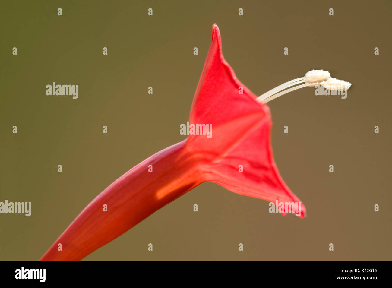 Rote Blume mit weißen Staubblatt, Bandhavgarh National Park Stockfoto