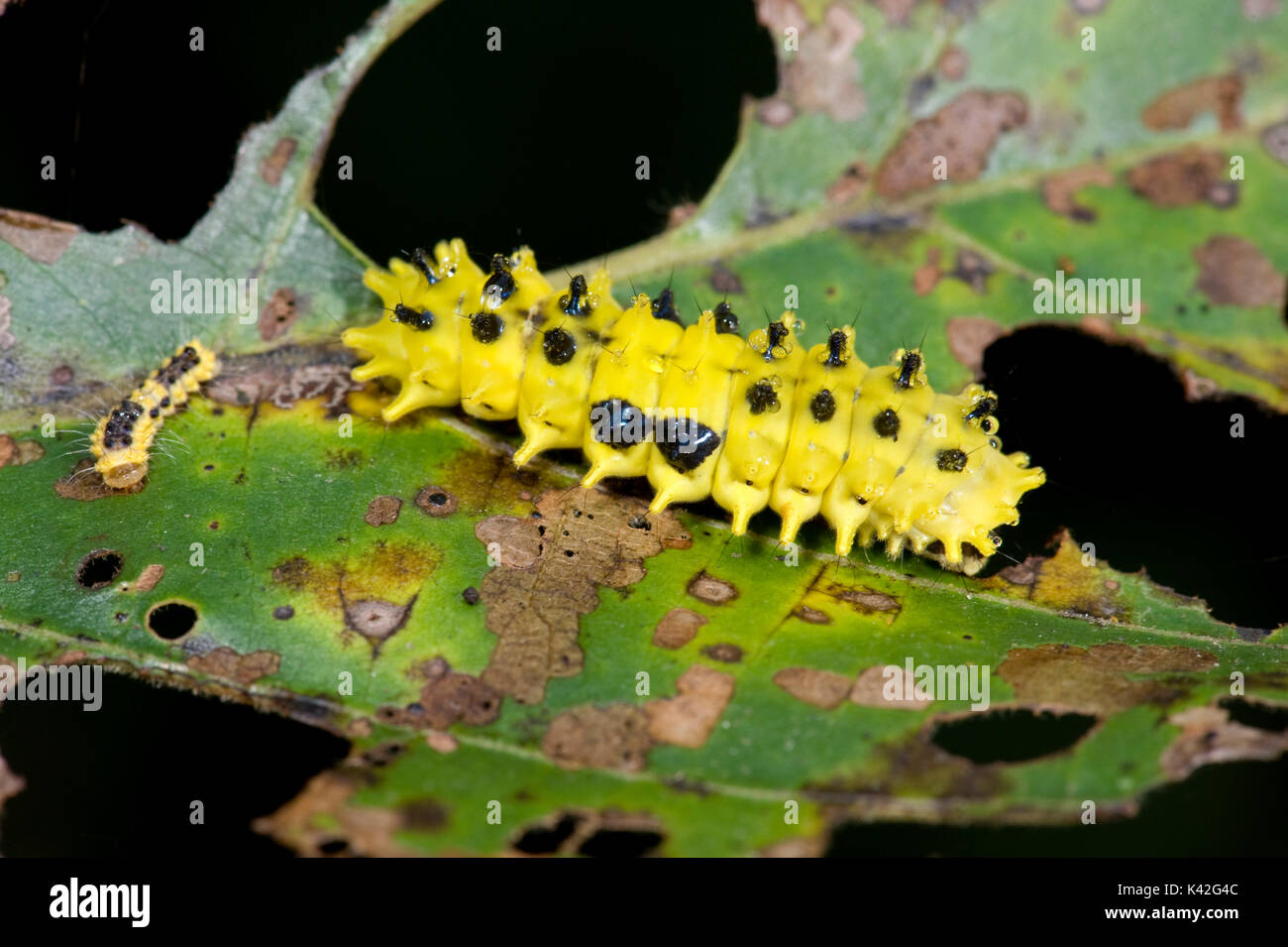 Nicht identifizierte Gelb Caterpillar, möglicherweise Slug Caterpillar, Indien Stockfoto