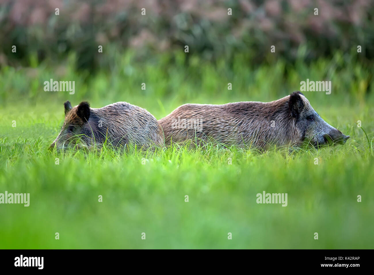 Wildschweine im Gras, in freier Wildbahn Stockfoto