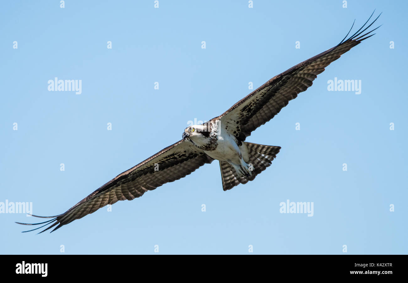 Osprey im Flug (Wild) Stockfoto